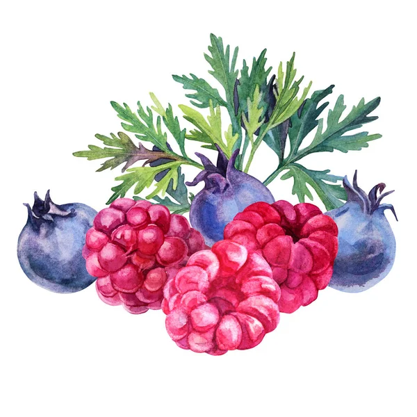 Composição aquarela bagas framboesa, mirtilo, folha verde isolada no fundo branco. Comida de verão. Objeto desenhado à mão para menu, cartão, têxtil, adesivo, papel de parede, embrulho, cartão postal — Fotografia de Stock