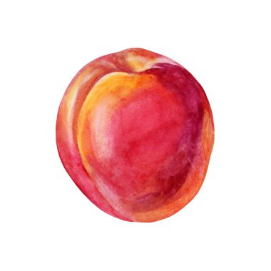 Kayısı suluboya. Kırmızı, sarı, turuncu el yapımı meyve beyaz arka planda izole edilmiş. Tatlı tatlı yaz yemeği. Menü, etiket, duvar kağıdı, ambalaj, davet, tekstil için yaratıcı kırpma ögesi