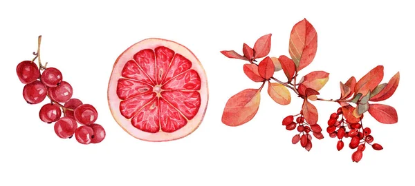 Установите акварельную ветвь с красными осенними ягодами, листьями, ломтиками грейпфрута на белом фоне. Виноград, брусника, клюква, смородина. Объект для меню, обои, обертка — стоковое фото