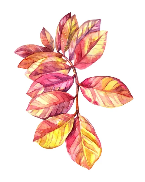Akvarell rózsaszín, sárga őszi ág levelek elszigetelt fehér háttér. Art kreatív természet tárgy kártya, csomagolás, textil, tapéta, matrica — Stock Fotó