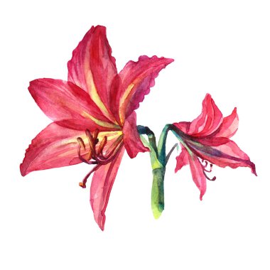 Beyaz arka planda kırmızı zambak, suluboya çiçek. Kart, kutlama, düğün, doğum günü, duvar kağıdı, ambalaj, tekstil, hediye için el yapımı botanik çizimi