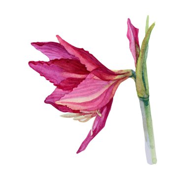 Kırmızı zambak çiçeği ve tomurcuk beyaz arka planda izole edilmiş. Kart, kutlama, düğün, doğum günü, duvar kağıdı, ambalaj, tekstil, hediye için el yapımı botanik çizimi