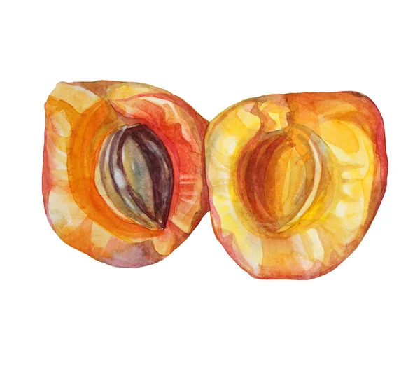 Akvarell skuren aprikos med frö. Röd, gul, orange handritad frukt isolerad på vit bakgrund. Söt dessert sommarmat. Kreativ clipart element för meny, klistermärke, tapeter, inslagning — Stockfoto