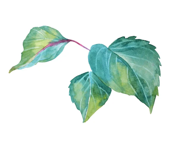 Akvarell zöld kék ág levelek elszigetelt fehér háttér. Kézzel rajzolt előfizetői kreatív tárgy virágárus, kártya, tapéta, csomagolás, matrica, képeslap, vázlatfüzet — Stock Fotó
