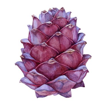 Suluboya elle çizilmiş gerçekçi sedir kozalağı beyaz arka planda izole edilmiş. Kart, tekstil, duvar kağıdı ve ambalaj için sanat yaratıcılığı nesnesi