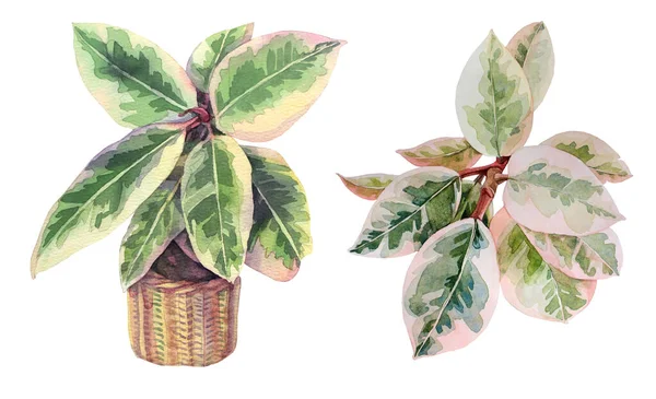 Set Aquarell ficus Zweig mit grünen Blättern im Topf isoliert auf weißem Hintergrund. Handgezeichnete Gummihauspflanze. Natur-Kunst-Kreativ-Objekt für Karton, Sticker, Textil, Verpackung — Stockfoto