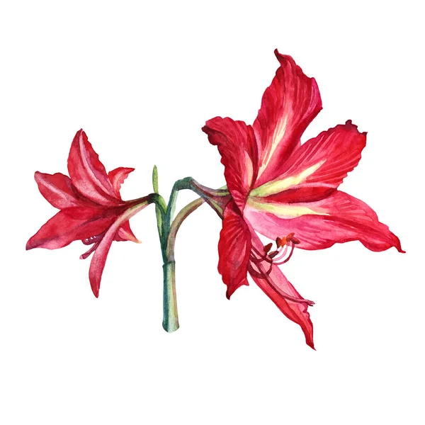 Akvarell bukett blomma röd lilja isolerad på vit bakgrund. Handritad botanisk illustration för kort, fest, bröllop, födelsedag, tapet, inslagning, textil, gåva — Stockfoto
