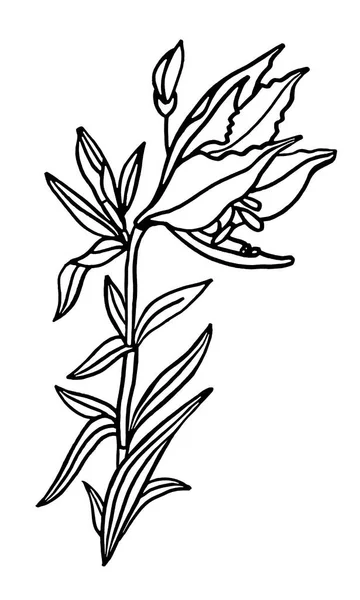 Fekete vonal művészet csokor virág liliom elszigetelt fehér háttér. Kézzel rajzolt botanikai illusztráció kifestőkönyv, kártya, ünneplés, esküvő, születésnap, tapéta, csomagolás, textil, ajándék — Stock Fotó