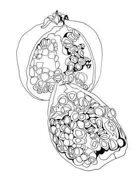 Tohumları izole edilmiş siyah beyaz çizgili sanat narları. Resim kitabı, menü, tekstil, kart, çıkartma, duvar kağıdı, ambalaj için el yapımı nesne