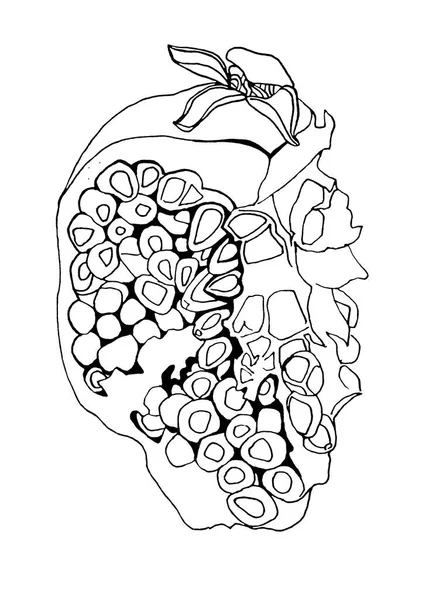 Černobílá čára uměleckého granátového jablka s izolovanými semeny. Umělecký kreativní ručně kreslený objekt pro omalovánky, menu, textil, kartičky, samolepky, tapety, obaly — Stock fotografie