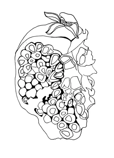 Чорно-біла лінія гранат мистецтва з насінням ізольовано. Мистецька творча рука намальована об'єкт для розмальовки книги, меню, текстилю, карти, наклейки, шпалер, обгортання — стокове фото