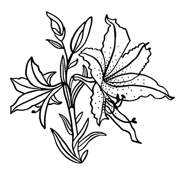 Black line art bouquet flower lily isolated on white background. Hand drawn botanical illustration for coloring book, card, celebration, wedding, birthday, wallpaper, wrapping, textile, gift — Stock Photo, Image