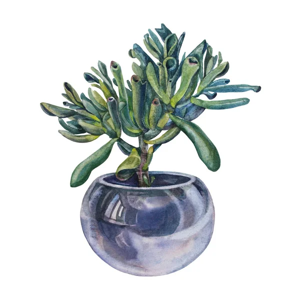Acquerello verde pianta succulenta crassula ovata Hobbit in vaso nero isolato su fondo bianco. Oggetto di arte botanica disegnato a mano per adesivo, fiorista, carta da parati, tessile, sketchbook, imballaggio, scheda — Foto Stock