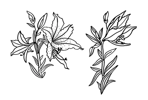 Set negru linie de artă buchet flori crin izolat pe fundal alb. Ilustrație botanică desenată manual pentru carte de colorat, carte, sărbătoare, nuntă, ziua de naștere, tapet, ambalaj, textile, cadou — Fotografie, imagine de stoc