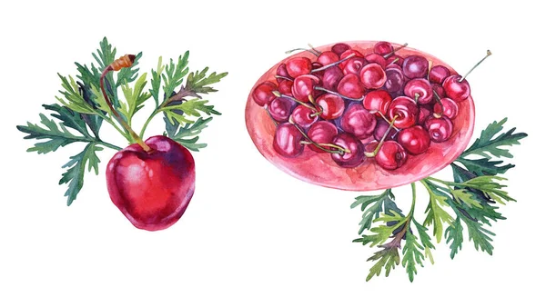 Ställ akvarell platta med körsbär, gröna blad isolerade på vit bakgrund. Handritade söta röda sommarmatsbär och frukt. Klipp konst för meny, klistermärke, tapet, inslagning, skissbok — Stockfoto
