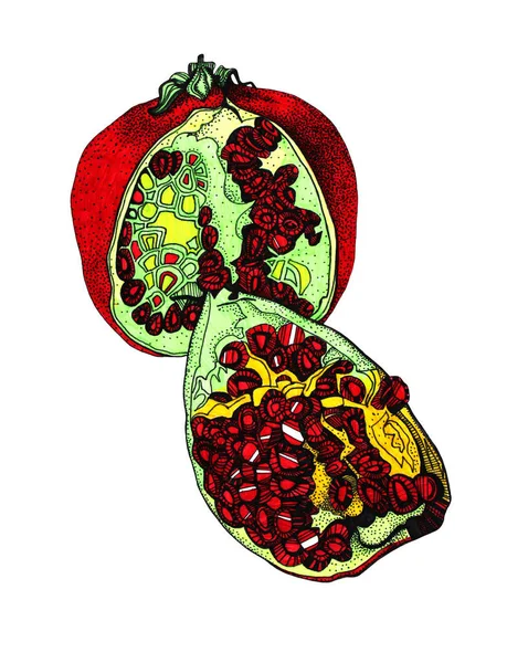 Мистецтво чорної лінії прикрашає гранат насінням, ізольованим на білому тлі. Мистецький творчий намальований об'єкт для розмальовки книг, меню, текстилю, карти, наклейки, шпалер, обгортання — стокове фото