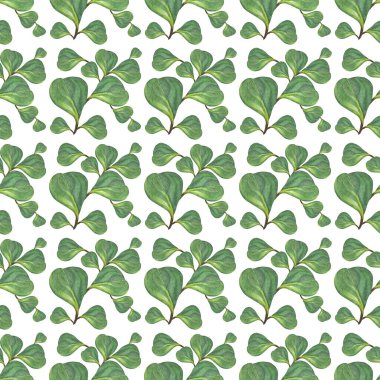 Seamless pattern watercolor green succulent leaves branch isolated on white background. Art creative object for florist, card, wallpaper, wrapping, sticker, postcard