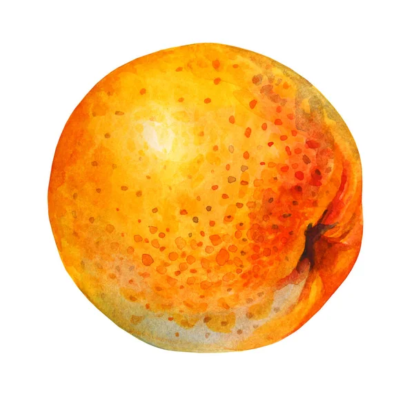 Watercolor citrus fruit orange isolated on white background. Hand drawn food object for menu, sticker, wrapping, card, wallpaper — Stockfoto