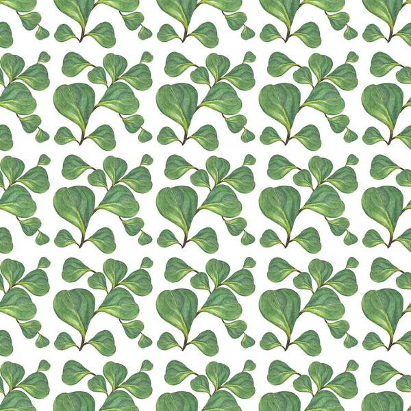 Seamless pattern watercolor green succulent leaves branch isolated on white background. Art creative object for florist, card, wallpaper, wrapping, sticker, postcard — Photo