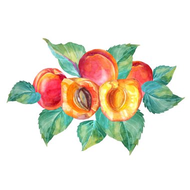 Yeşil yapraklı suluboya kayısı. Kırmızı, sarı, turuncu el yapımı meyve beyaz arka planda izole edilmiş. Tatlı tatlı yaz yemeği. Menü, etiket, duvar kağıdı, ambalaj sanatı