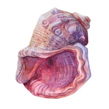 Beyaz arka planda incili suluboya pembe deniz kabuğu. Yaratıcı el, kutlama, kırtasiye, kart, duvar kağıdı, tekstil, ambalaj, çiçekçi için doğanın gerçekçi nesnesini çizdi.