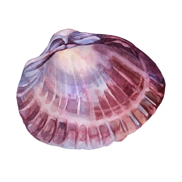 Watercolor pink brown sea shell with pearl isolated on white background. Creative hand drawn nature realistic object for celebration, stationery, card, wallpaper, textile, wrapping, florist — Stock Photo, Image