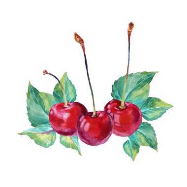 Beyaz arka planda yeşil yapraklı suluboya kiraz. El yapımı tatlı kırmızı yaz meyveleri ve meyveler. Menü, etiket, duvar kağıdı, ambalaj, eskiz defteri için klip sanatı