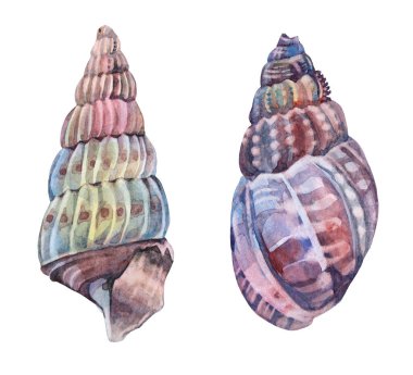 Beyaz arka planda izole edilmiş suluboya pembe deniz kabuğunu ayarlayın. Vahşi hayat, salyangoz. Yaratıcı el, kutlama, kırtasiye, kart, duvar kağıdı, tekstil, ambalaj, çiçekçi için doğanın gerçekçi nesnesini çizdi.