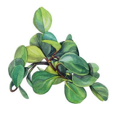 Yeşil sulu yapraklı suluboya buket ve beyaz arka planda izole edilmiş dal. Çiçekçiler, kartlar, çıkartmalar, duvar kağıtları, ambalajlar, düğünler için sanat eserleri.