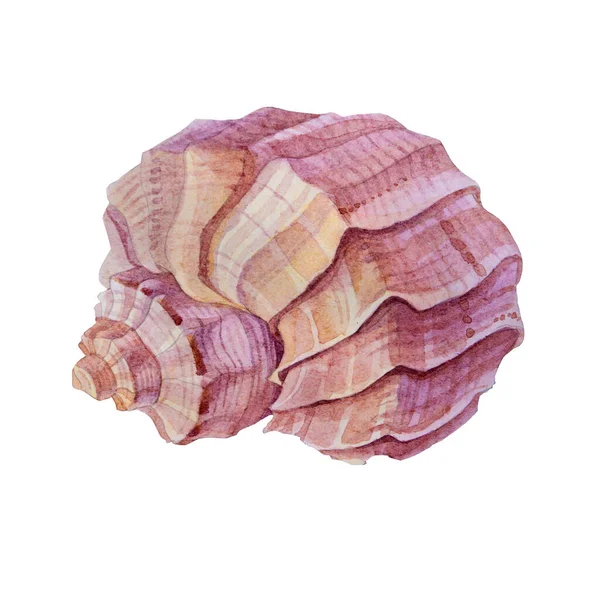 Aquarelle coquille de mer rose brun isolé sur fond blanc. Nature dessinée à la main créative objet réaliste pour la célébration, papeterie, carte, papier peint, textile, emballage — Photo