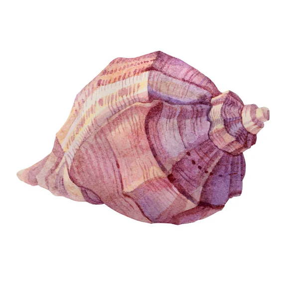 Watercolor pink brown sea shell isolated on white background. Creative hand drawn nature realistic object for celebration, stationery, card, wallpaper, textile, wrapping — Stock Photo, Image