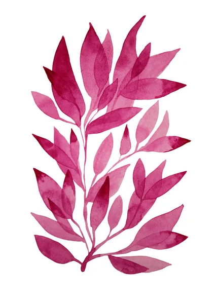 Akvarell kézzel rajzolt rózsaszín fű és virág levelek elszigetelt fehér háttér. Branch art kreatív természet tárgy kártya, matrica, tapéta, textil — Stock Fotó