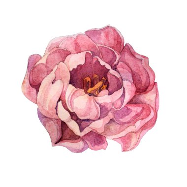 Suluboya pembe şakayık ya da beyaz arka planda izole gül. Kutlama, düğün, kart, çıkartma, ambalaj için el çizimi yaratıcı klip sanatı