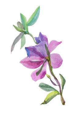 Suluboya resimli yeşil yapraklar ve pembe çiçekler beyaz arka planda izole edilmiş leylak rengi. Paketleme, kart, düğün, kutlama ve eskiz kitabı için sanat eserleri oluşturma zamanı