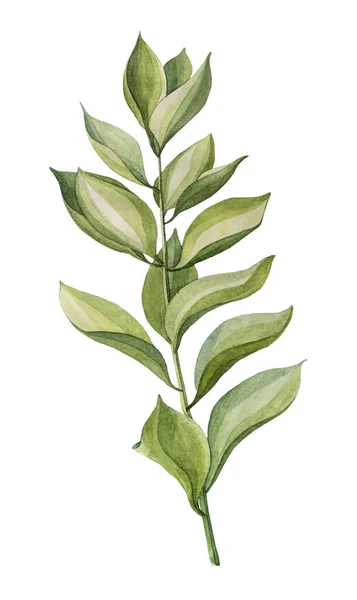 Aquarelle dessinée à la main branche verte succulente feuilles de zamiokulkas plante isolée sur fond blanc art clip art naturel créatif — Photo