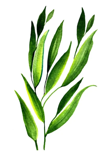 Aquarell handgezeichneter Zweig mit grünen Blättern, isoliert auf weiß. Hintergrund. Kreative Clip-Art für Hochzeit, Feier, Karte, Tapete, Aufkleber — Stockfoto