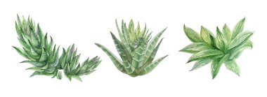 Suluboya seti beyaz arka planda sulu echeveria ev bitkisini izole eder. Kart, etiket, duvar kağıdı, tekstil, ambalaj, poster, çiçekçi için yaratıcı doğa el yapımı klip sanatı