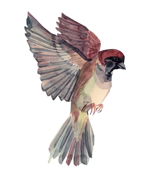 Aquarel vliegende mus met de hand getekende vogel creatief dier object geïsoleerd op witte achtergrond. Clip art voor schetsboek, notitieboekje, sticker, verpakking — Stockfoto