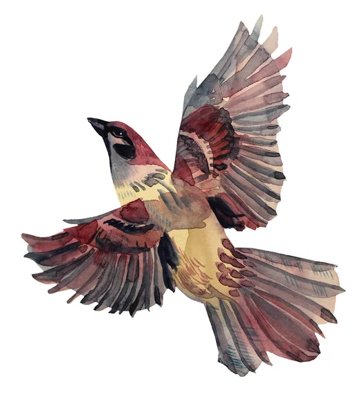 Beyaz zemin üzerinde izole edilmiş suluboya uçan serçe elle çizilmiş yaratıcı hayvan nesnesi. Eskiz defteri, defter, etiket, ambalaj için klip sanatı