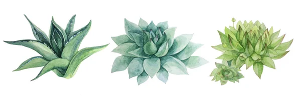 Aquarell Set Blätter saftige Echeveria, Aloe Home Pflanze isoliert auf weißem Hintergrund. Kreative Natur handgezeichnete Clip-Art für Karte, Aufkleber, Tapete, Textil, Verpackung, Poster, Floristen — Stockfoto