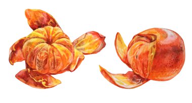 Beyaz arka planda izole edilmiş mandalina kabuğunu suluboya turunç portakalı kabuğuna çevir. Kış ve yaz için el yapımı yiyecekler, menü, etiket, ambalaj, duvar kâğıdı, defter