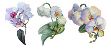 Suluboya beyaz, sarı, pembe orkide çiçeğini izole et. Düğün, kart, duvar kağıdı, tekstil, ambalaj, çiçekçi, kutlama için yaratıcı gerçekçi nesne geçmişi