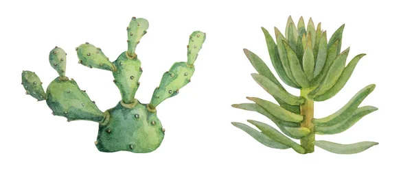 Watercolor set green and blue succulent opuntia home plant isolated on white background. Art creative hand-drawn clip art for card, sticker, wallpaper, textile, wrapping, florist — Stock Photo, Image