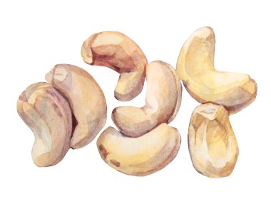 Beyaz arka planda elle çizilmiş suluboya kaju fıstığı. Gurme tatlı için sağlıklı vejetaryen atıştırmalıkları. Menü, yemek kitabı, kart, çıkartma, duvar kağıdı için yaratıcı klip sanatı