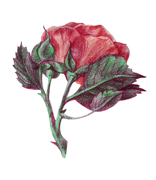 Dessin crayons de couleur rose rose avec bourgeon isolé sur fond blanc. Clip art créatif dessiné à la main pour mariage, célébration, emballage, autocollant, carte — Photo