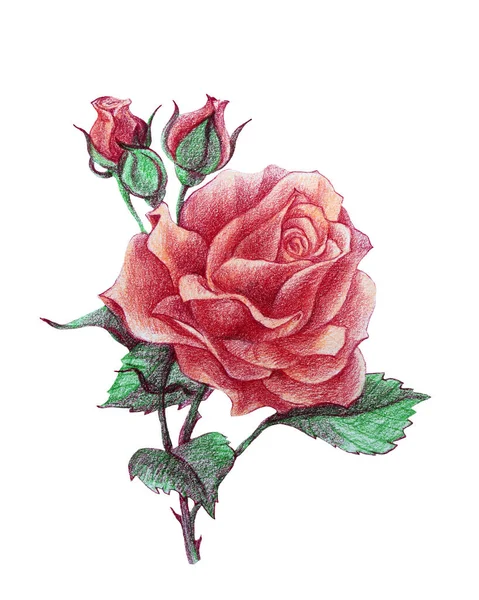 Desenho lápis de cor rosa rosa com botão isolado no fundo branco. Arte de clipe criativo desenhado à mão para casamento, celebração, envolvimento, adesivo, cartão — Fotografia de Stock