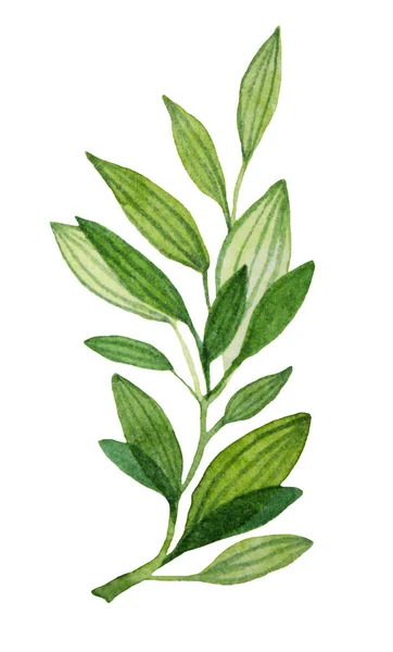 Aquarell Zweig mit grünen Blättern isoliert auf weißem Hintergrund. Frühlings- oder Sommerstimmung. Handgezeichnete Clip-Art für Karte, Hochzeit, Feier, Aufkleber, Tapete — Stockfoto