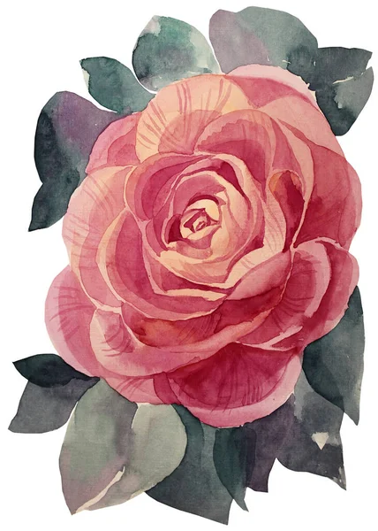 수채화를 손으로 그린 분홍색 꽃 과 나뭇잎 이 있는 조랑말 카멜리아 장미 브러시 스트로크는 흰 배경 창조적 클립 아트에서 분리되었다 — 스톡 사진