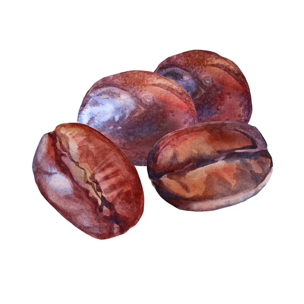 Beyaz arka planda izole edilmiş suluboya kahverengi kahve çekirdeği. Sıcak içecek için Aroma kafein bileşeni. Menü, etiket, çakmak, mutfak, kafe, kafeterya için el yapımı klip tasarımı ögesi