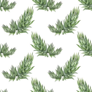 Kusursuz desenli sulu boya elle çizilmiş yeşil sulu haworthia ev bitkisi beyaz arka planda. Kart, etiket, duvar kağıdı, tekstil ve ambalaj için sanat yaratıcılığı nesnesi